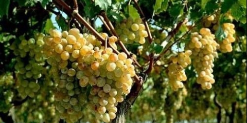 Razmnožavanje grožđa reznicama u jesen